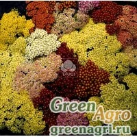Семена Тысячелистник обыкновенный (Achillea millefolium) "Summer Pastels F2" (mix) raw 1000 шт.