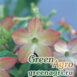 Семена Табак Сандер (Nicotiana x sanderae) "Avalon F1" (lime purple bicolour) raw 1000 шт.