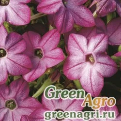 Семена Табак крылатый (Nicotiana alata) "Saratoga F1" (purple bicolor) pelleted 1000 шт.