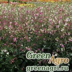 Семена Табак гибридный Nicotiana x hybrida Whisper F1 Mix Pelleted 5000