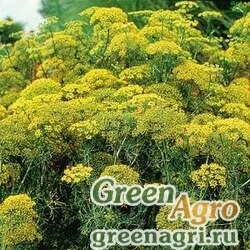Укроп пахучий Anethum graveolens DILL FERNLEAF Raw 50000