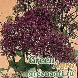 Трахелиум синий Trachelium caeruleum Lake Michigan Violet Pelleted 1000