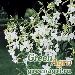 Семена Табак крылатый (Nicotiana alata) "Nicki" (white) raw 1000 шт.