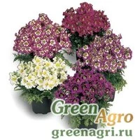 Семена Схизантус визетонский (Schizanthus x wisetonensis) "Atlantis F1" (formula mix) raw 1000 шт.