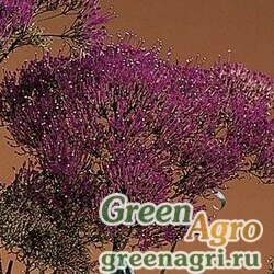 Трахелиум синий Trachelium caeruleum Lake Louise Purple Pelleted 1000