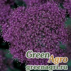 Семена Трахелиум синий (Trachelium caeruleum) "Lake Forest" (purple) pelleted 1000 шт.