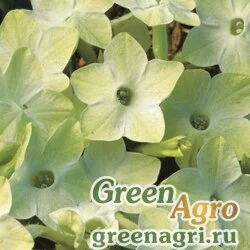 Семена Табак крылатый (Nicotiana alata) "Saratoga F1" (lime) raw 1000 шт.