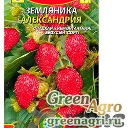 Семена пакетированные Земляника Александрия Плазма Ц