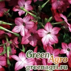 Семена Табак Сандер (Nicotiana x sanderae) "Avalon F1" (pink picotee) raw 1000 шт.