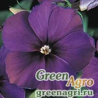 Семена Флокс Друммонда (Phlox drummondii) "Dolly" (light salmon) raw 1000 шт.
