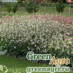 Семена Табак гибридный Nicotiana x hybrida Whisper F1 Appleblossom Pelleted 5000