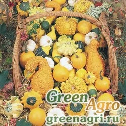 Тыква деоративная Cucurbita pepo Small-Fruited Formula Mix Raw 1000
