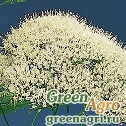 Трахелиум синий Trachelium caeruleum Lake Louise White Pelleted 1000