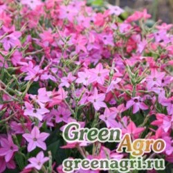 Семена Табак крылатый (Nicotiana alata) "Nicki" (rose) raw 1000 шт.