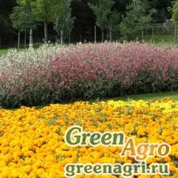 Семена Табак гибридный (Nicotiana x hybrida) "Whisper F1" (deep pink) pelleted 5000 шт.