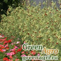 Семена Табак гибридный (Nicotiana x hybrida) "Tinkerbell F1" (deep red) raw 1000 шт.