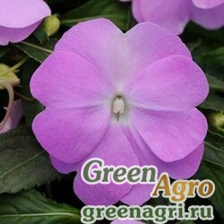 Семена Бальзамин новогвинейский (Impatiens New Guinea) "Divine F1" (violet) raw 100 шт.