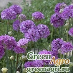 Семена Армерия ложноармерия (Armeria pseudarmeria) "Ballerina" (lilac) cleaned 1000 шт.