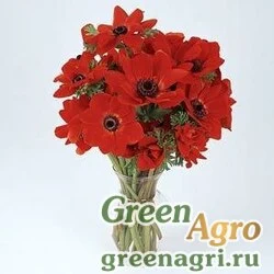 Семена Анемона Ветреница корончатая Anemone coronaria MONA LISA SCARLET Raw 100