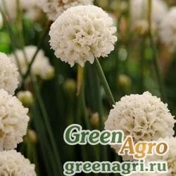 Семена Армерия ложноармерия (Armeria pseudarmeria) "Ballerina" (white) cleaned 1000 шт.