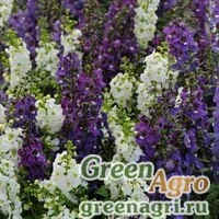 Семена Ангелония узколистная Angelonia angustifolia SERENA MIX WATERFALL Pelleted 100