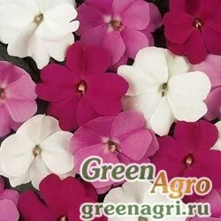 Семена Бальзамин новогвинейский (Impatiens New Guinea) "Divine F1" (mix mystic) raw 100 шт.