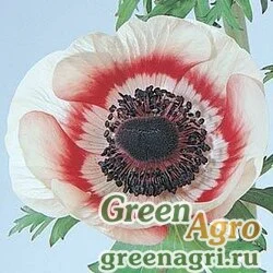 Семена Анемона Ветреница корончатая Anemone coronaria MONA LISA RED BICOLOR Raw 100