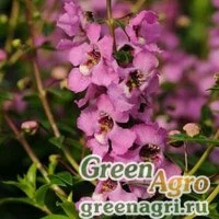 Семена Ангелония узколистная (Angelonia angustifolia) "Serenita F1" (white) pelleted 100 шт.