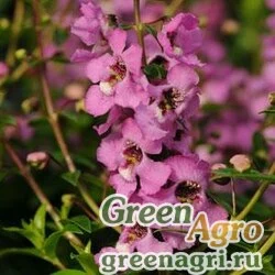 Семена Ангелония узколистная (Angelonia angustifolia) "Serenita F1" (white) pelleted 100 шт.