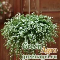 Семена Бакопа (Сутера) сердцевидная (Sutera (Bacopa) cordata) "Snowtopia" (white) multi-pelleted 100 шт.
