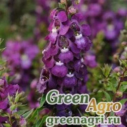 Семена Ангелония узколистная Angelonia angustifolia SERENITA PURPLE Pelleted 100