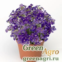 Семена Аубриета гибридная (Aubrieta hybrida) "Audrey F1" (light blue) raw 1000 шт.