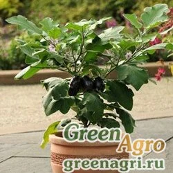 Семена Баклажан Solanum melongena PATIO BABY GREEN Raw 100
