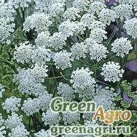 Семена Амми большая Ammi majus GRACELAND WHITE Raw 10000