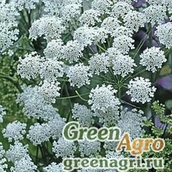 Семена Амми большая Ammi majus GRACELAND WHITE Raw 10000