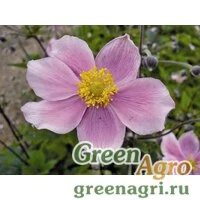 Семена Анемона хубейская (Anemone hupensis) "Pink Saucer" (pink) raw 1000 шт.