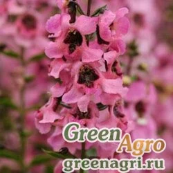 Семена Ангелония узколистная Angelonia angustifolia SERENITA PINK Pelleted 100