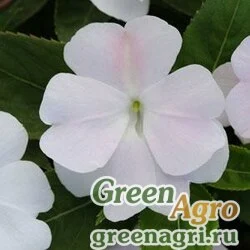 Семена Бальзамин новогвинейский (Impatiens New Guinea) "Divine F1" (white blush) raw 100 шт.
