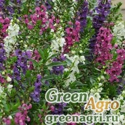 Семена Ангелония узколистная Angelonia angustifolia SERENITA MIX Pelleted 100