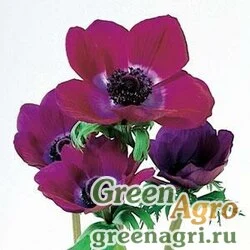 Семена Анемона Ветреница корончатая Anemone coronaria MONA LISA WINE SHADES Raw 100
