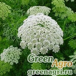 Семена Амми зубная Ammi visnaga CASABLANCA WHITE Raw 10000