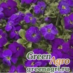 Семена Аубриета гибридная (Aubrieta hybrida) "Audrey F1" (deep purple compact) raw 1000 шт.