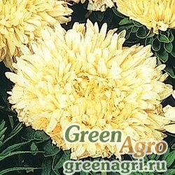 Семена Астра китайская (Callistephus chinensis) "METEOR" (YELLOW) raw Произв. 1000 шт.
