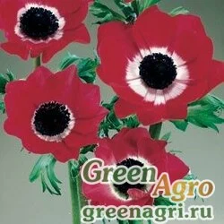Семена Анемона Ветреница корончатая Anemone coronaria MONA LISA DEEP RED Raw 100