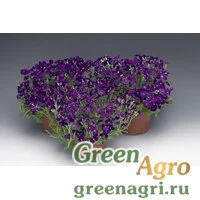 Семена Аубриета гибридная (Aubrieta hybrida) "Audrey F1" (blue shades) raw 1000 шт.