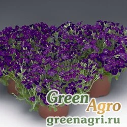 Семена Аубриета гибридная (Aubrieta hybrida) "Audrey F1" (blue shades) raw 1000 шт.