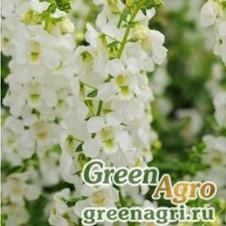 Семена Ангелония узколистная Angelonia angustifolia SERENA WHITE Pelleted 100