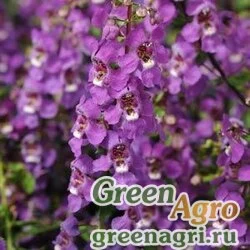 Семена Ангелония узколистная Angelonia angustifolia SERENA PURPLE Pelleted 100