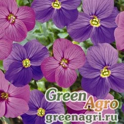 Семена Аубриета гибридная Aubrieta hybrida Audrey F1 red Raw 1000