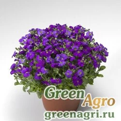 Семена Аубриета гибридная (Aubrieta hybrida) "Audrey F1" (deep blue shades) raw 1000 шт.